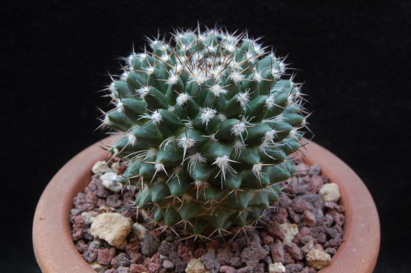 Mammillaria karwinskiana ML 352