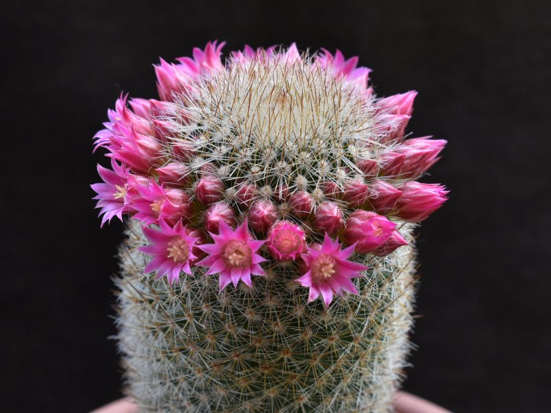 mammillaria matudae v. serpentiformis