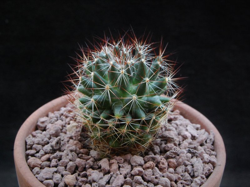 Mammillaria picta BZ 43