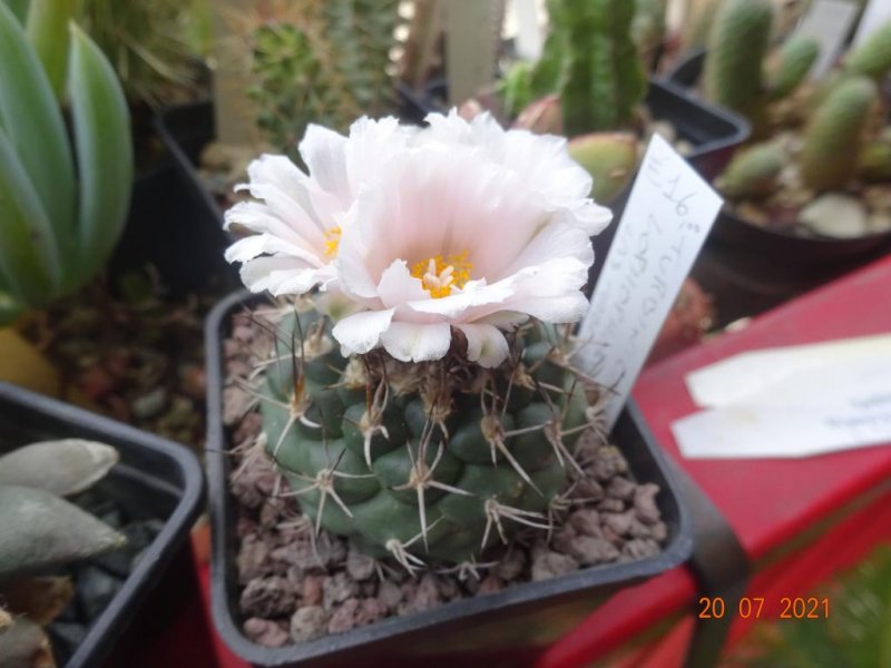 Turbinicarpus lophophoroides 