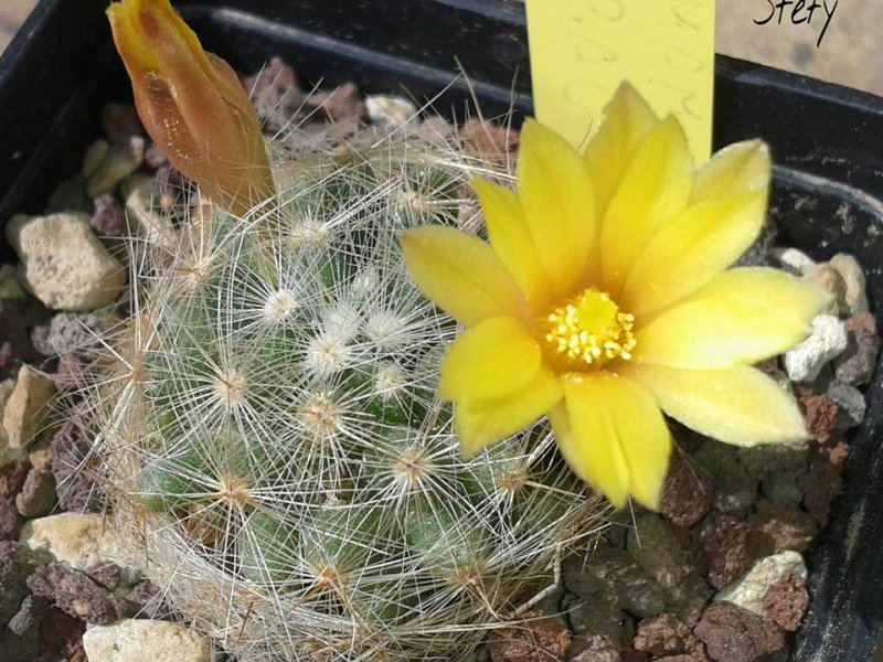 Mammillaria baumii 