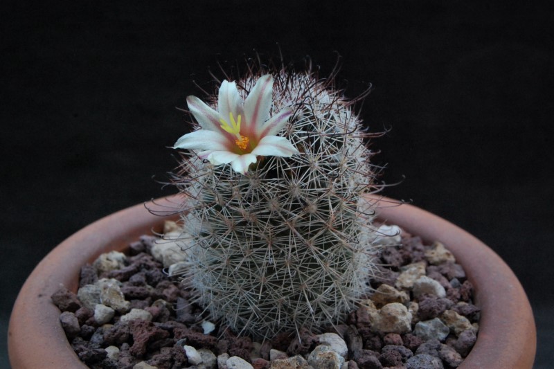 Mammillaria sp. Z 149