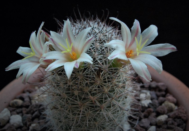 Mammillaria sp. Z 149