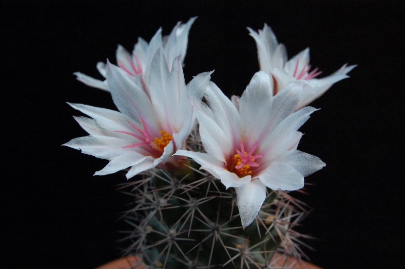 Mammillaria sp. 