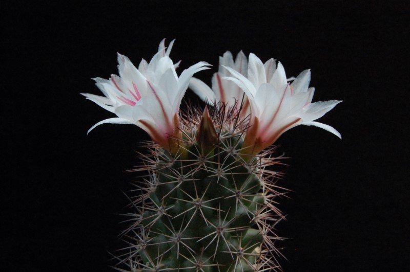 Mammillaria sp. 