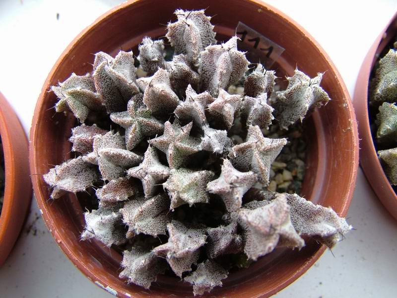 Astrophytum myriostigma v. potosinum 