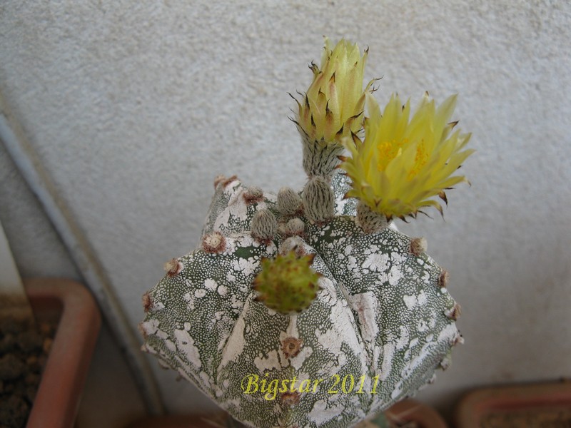 Astrophytum myriostigma cv. hakuun 