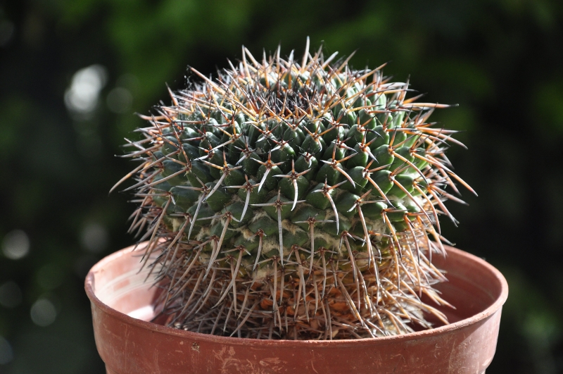 Mammillaria gigantea ssp. flavovirens ROG 573