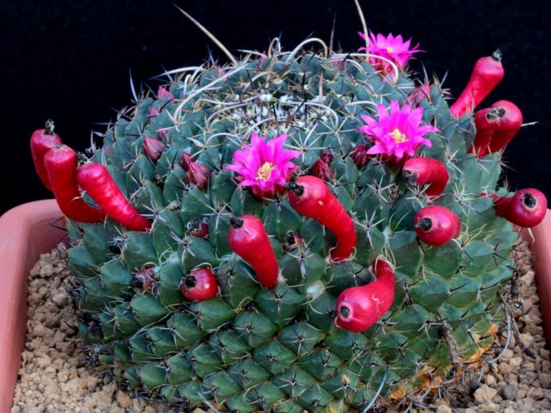 Mammillaria casoi ROG 374