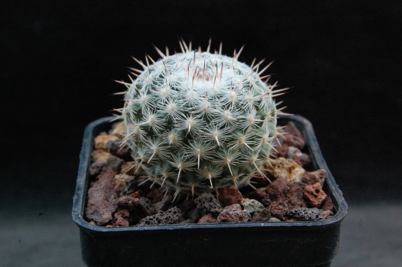 Mammillaria albata v. sanciro ROG 112