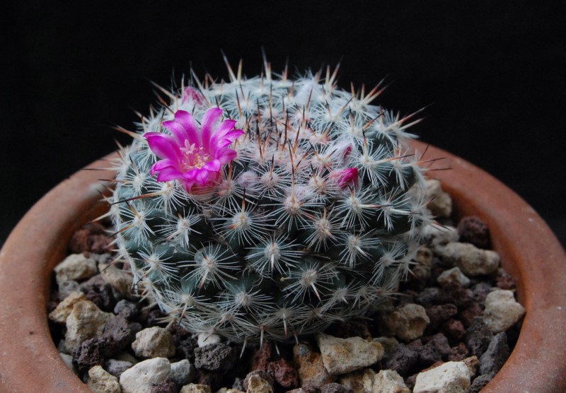 Mammillaria albata v. sanciro ROG 112