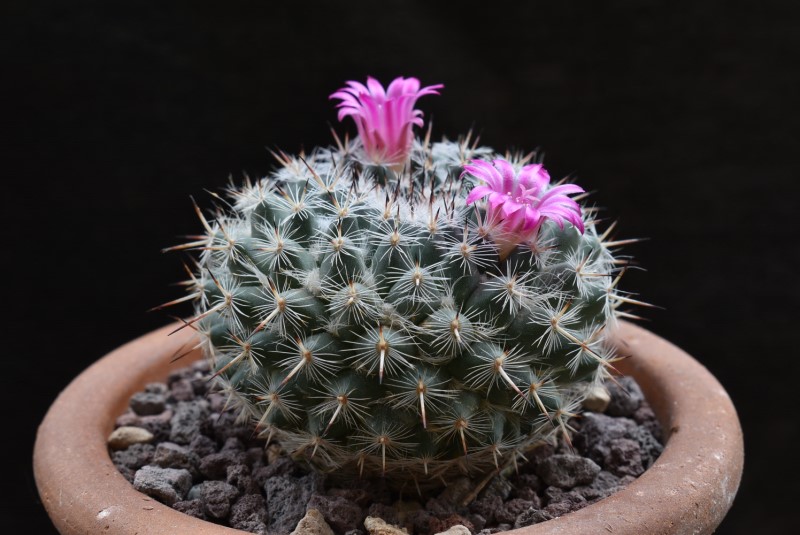 Mammillaria albata v. sanciro ROG 112