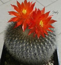 Notocactus haselbergii 