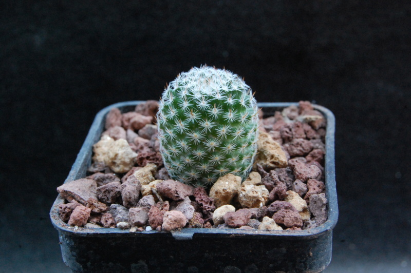 Mammillaria arroyensis RS 147