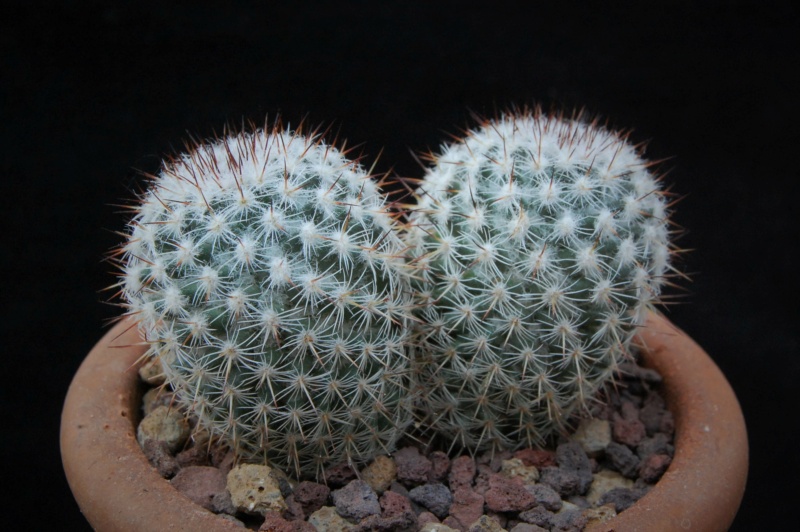 Mammillaria haageana 