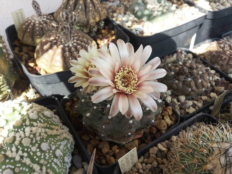 Gymnocalycium quehlianum 