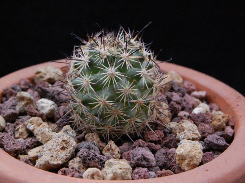 Mammillaria blossfeldiana SB 1854