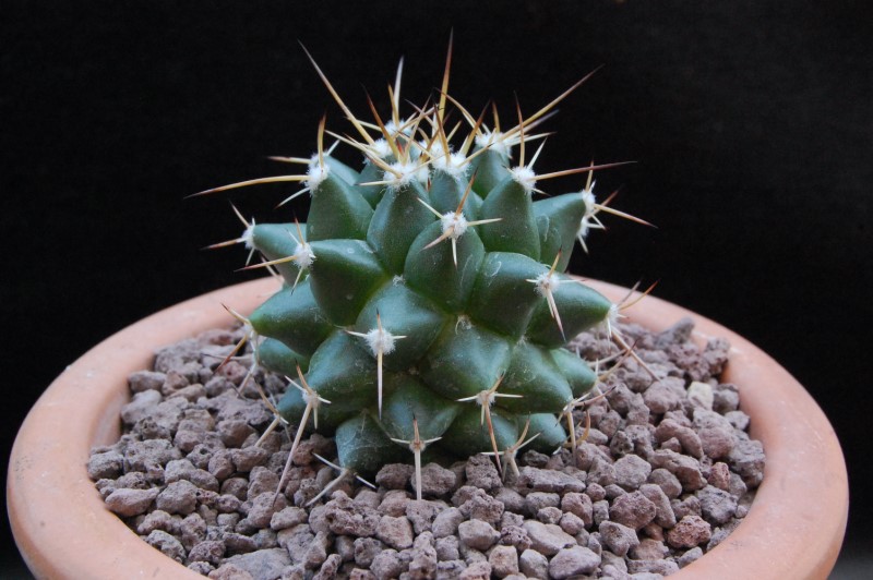 Mammillaria compressa SB 221