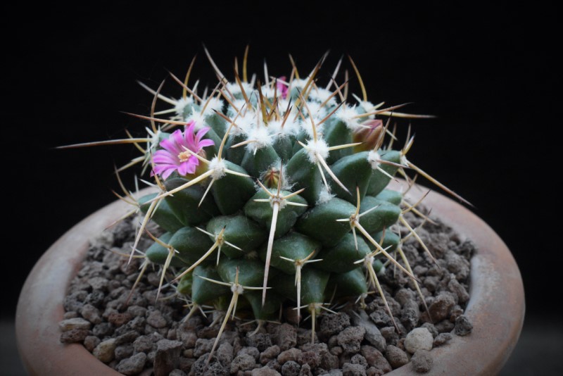 Mammillaria compressa SB 221