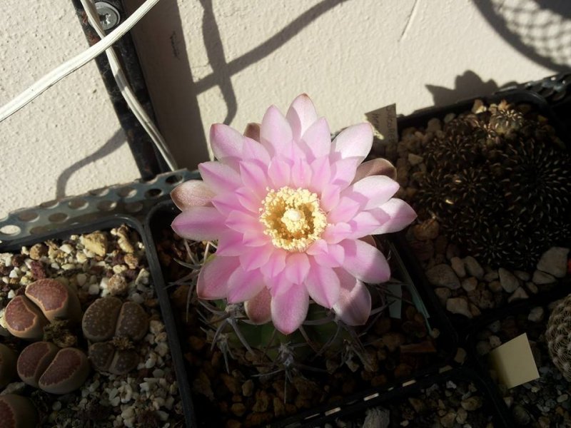 Gymnocalycium achirasense v. orientale 