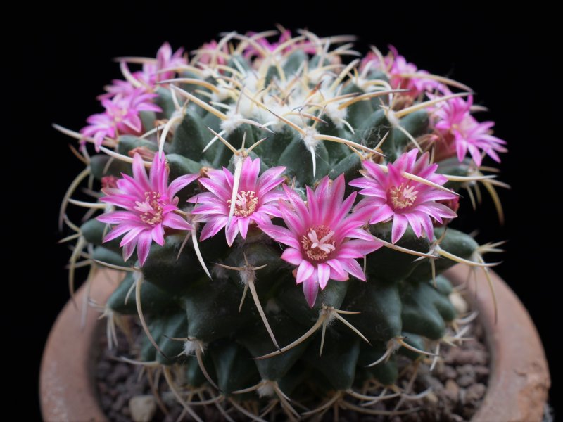 Mammillaria aff. magnimamma ROG 118