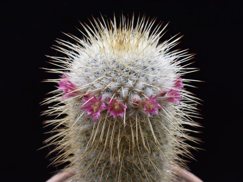 Mammillaria dixanthocentron LAU 1059