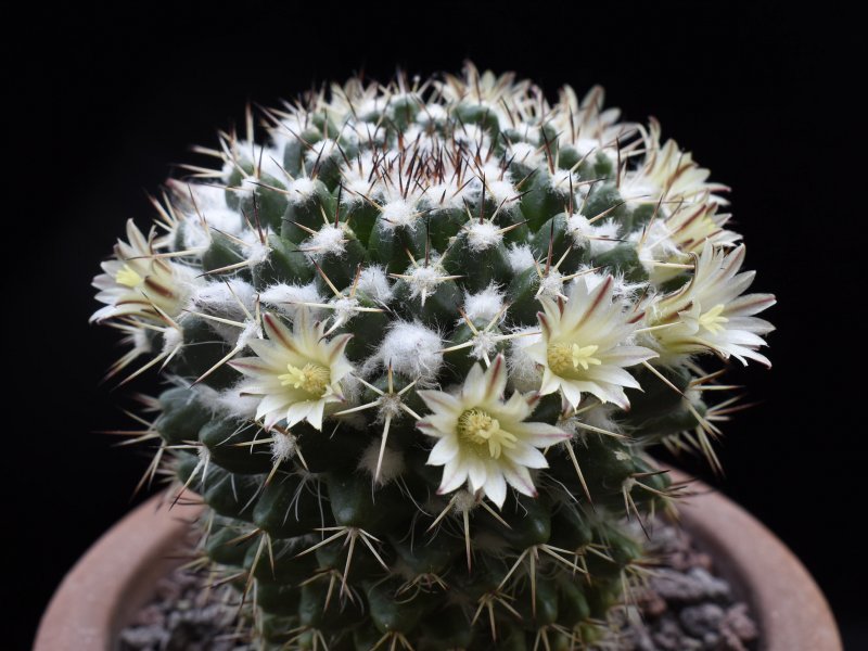 Mammillaria karwinskiana ssp. collinsii f. chiapas RS 652