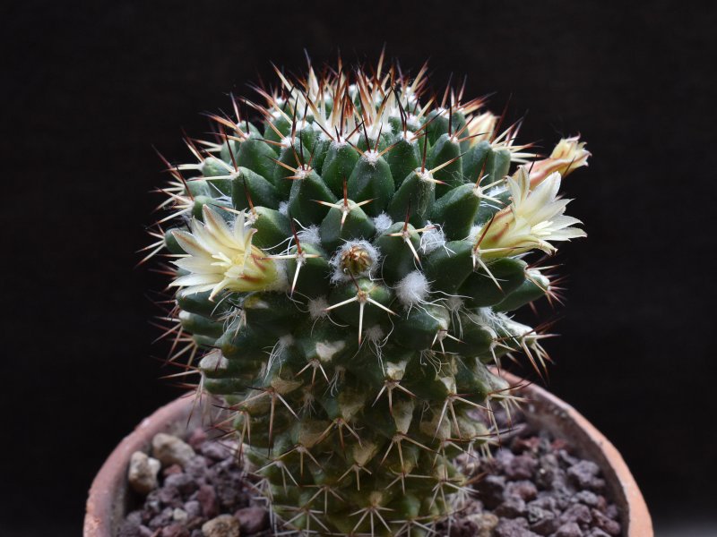 Mammillaria karwinskiana ssp. collinsii f. chiapas 