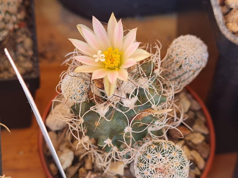 Turbinicarpus pseudomacrochele ssp. sphacelatus 