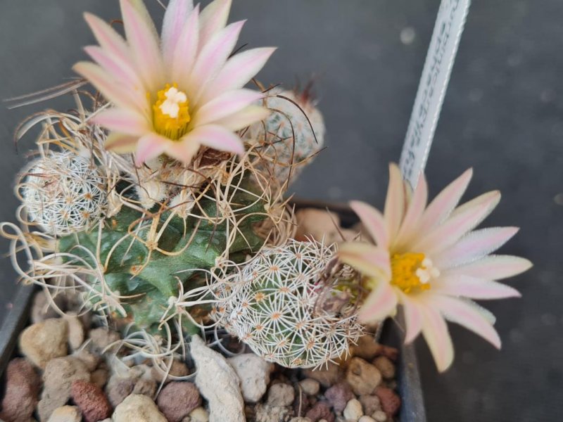 Turbinicarpus pseudomacrochele v. sphacellatus 