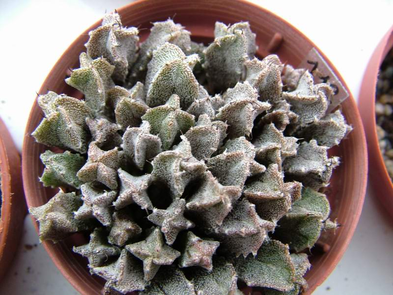 Astrophytum myriostigma v. quadricostatum 