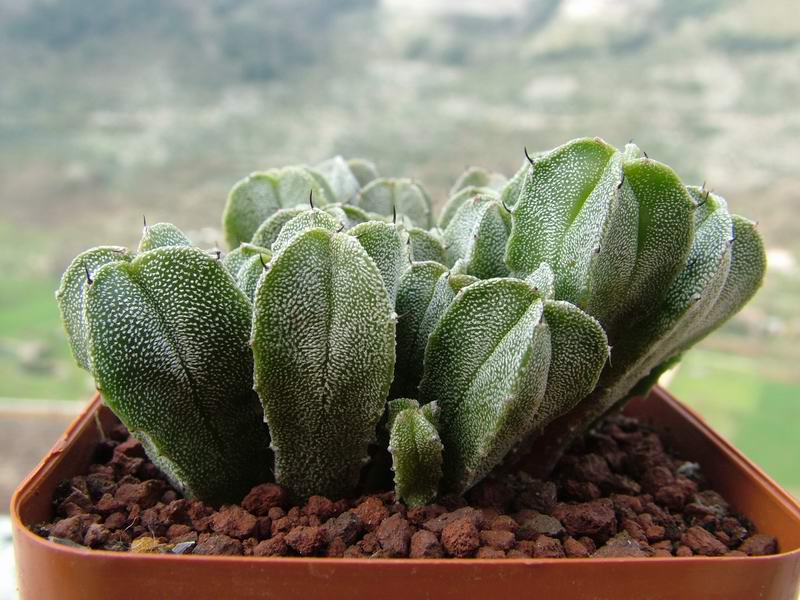 Astrophytum myriostigma v. quadricostatum 