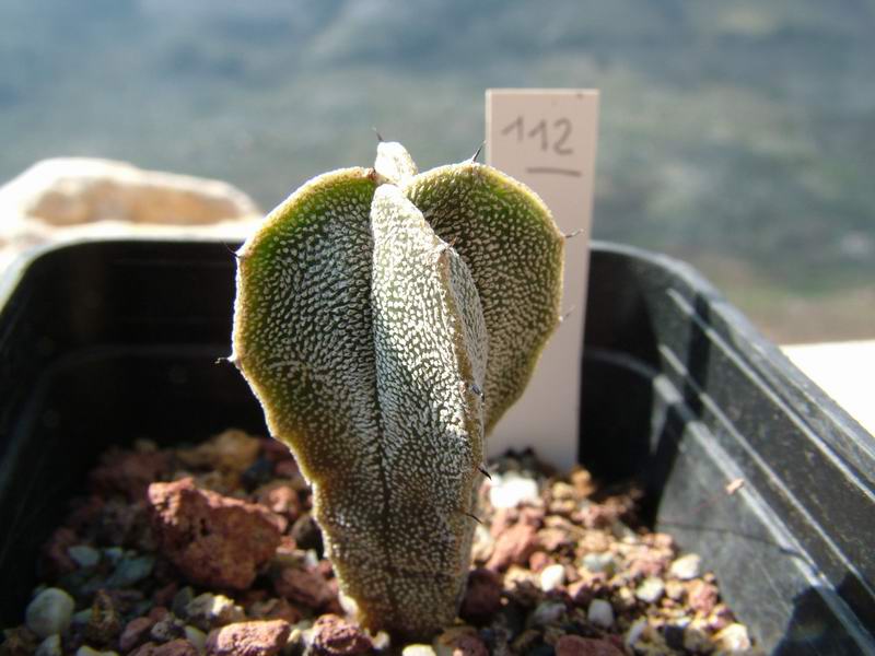 Astrophytum myriostigma v. quadricostatum 