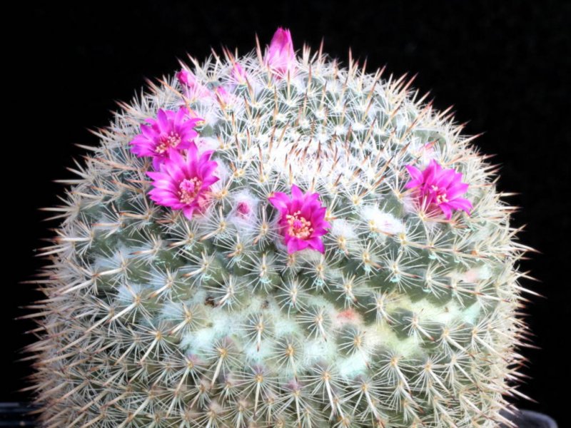 Mammillaria geminispina ssp. leucocentra REPP 1049