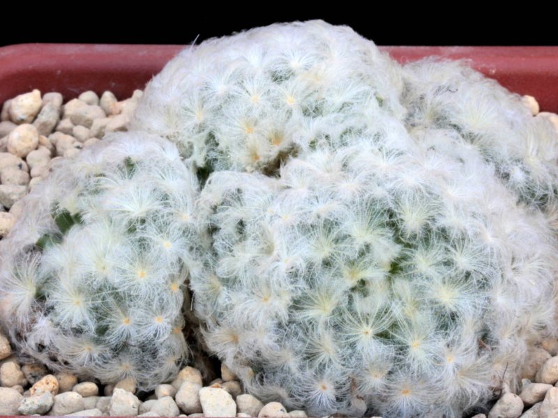 Mammillaria plumosa 