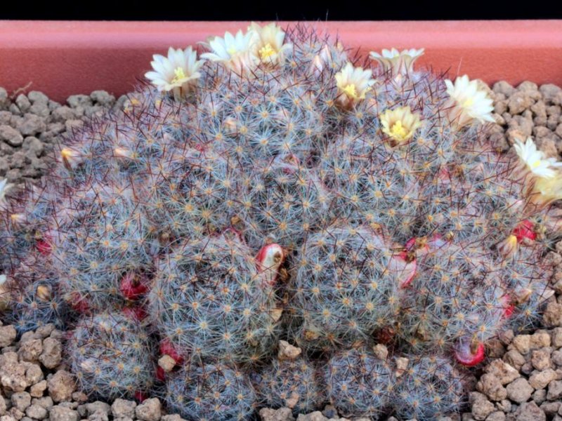 Mammillaria prolifera 