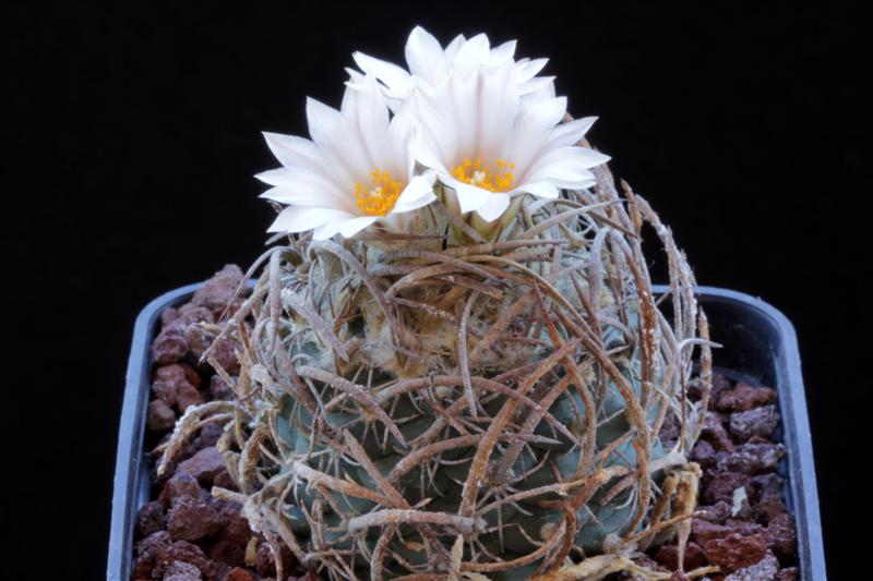 Turbinicarpus gracilis 