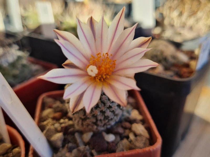 Turbinicarpus valdezianus v. albiflorus 