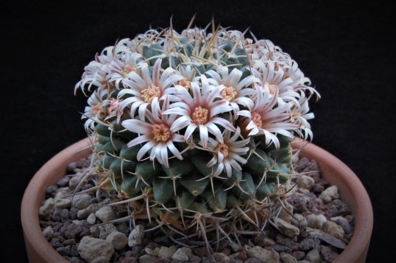 Mammillaria magnimamma Z 219