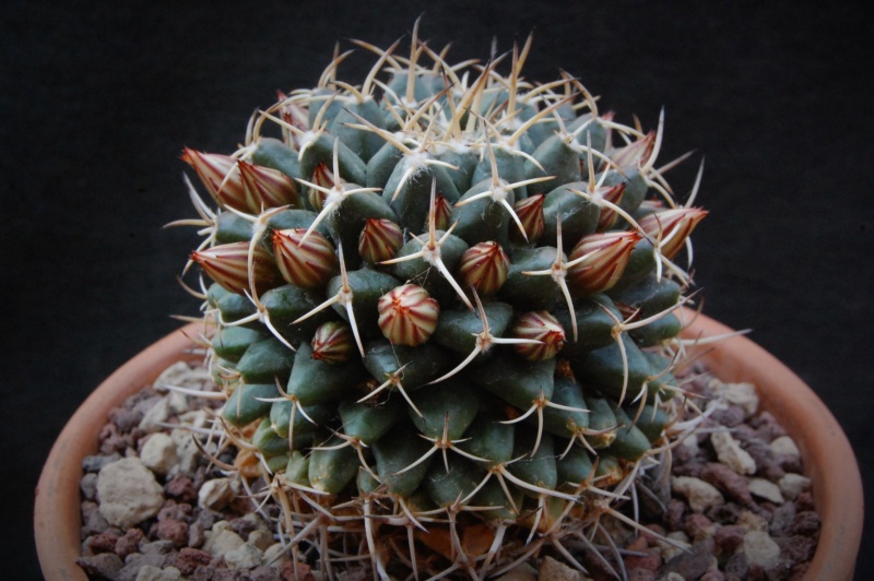 Mammillaria magnimamma Z 219