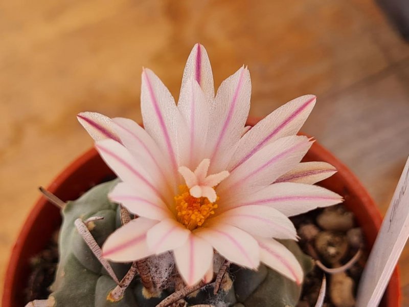 Turbinicarpus schmiedickeanus ssp. klinkerianus cv. lilinkeuiduus 