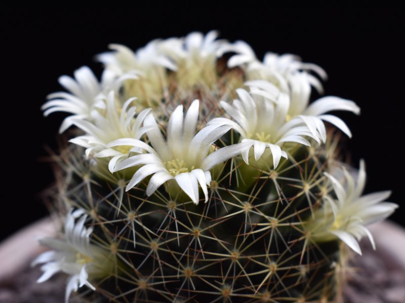 Mammillaria picta ssp. viereckii WTH 985