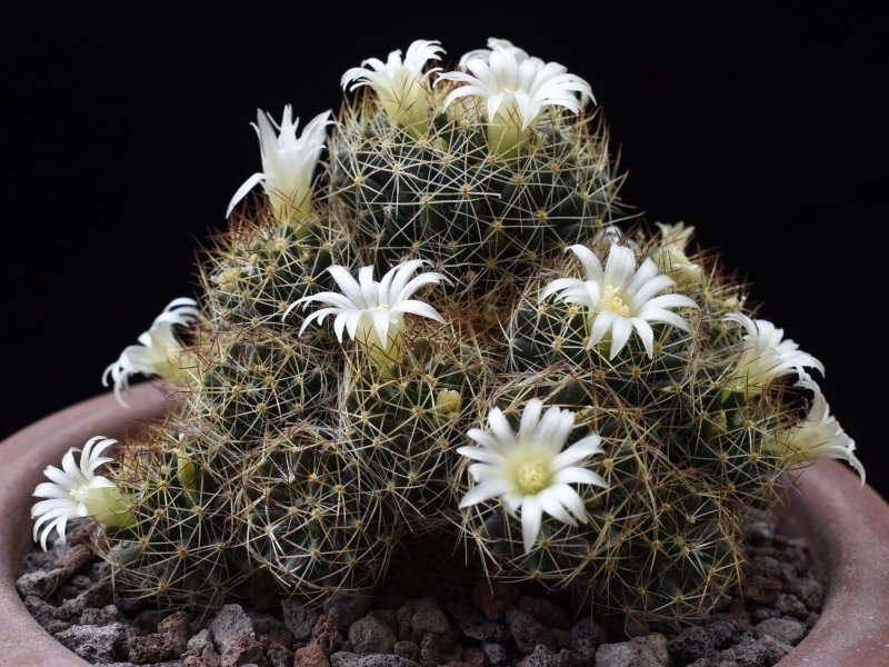 Mammillaria picta ssp. viereckii WTH 985