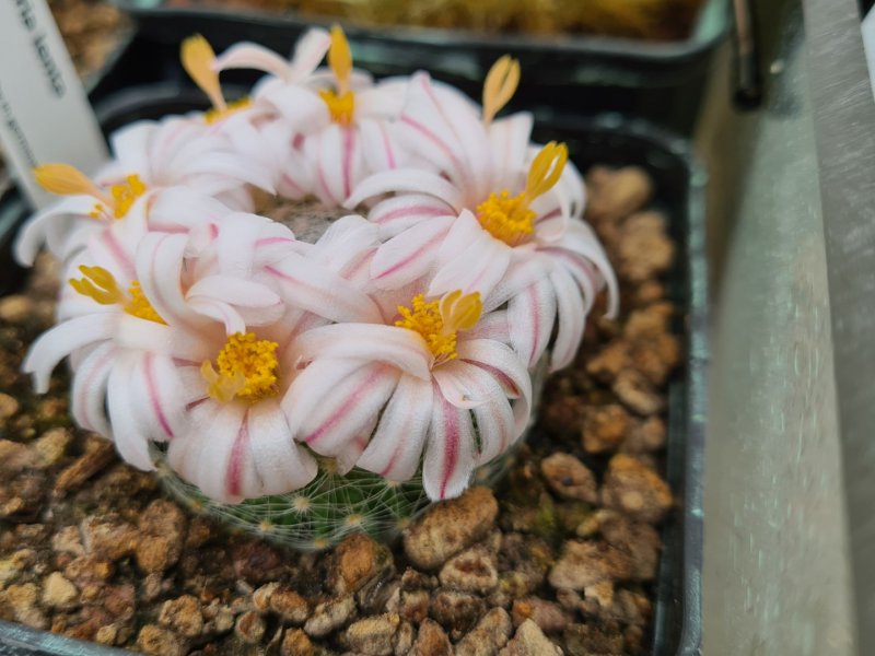 Mammillaria lenta RS 421