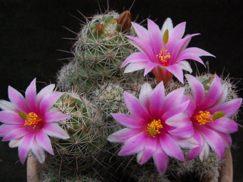 Mammillaria mazatlanensis ssp. patonii 