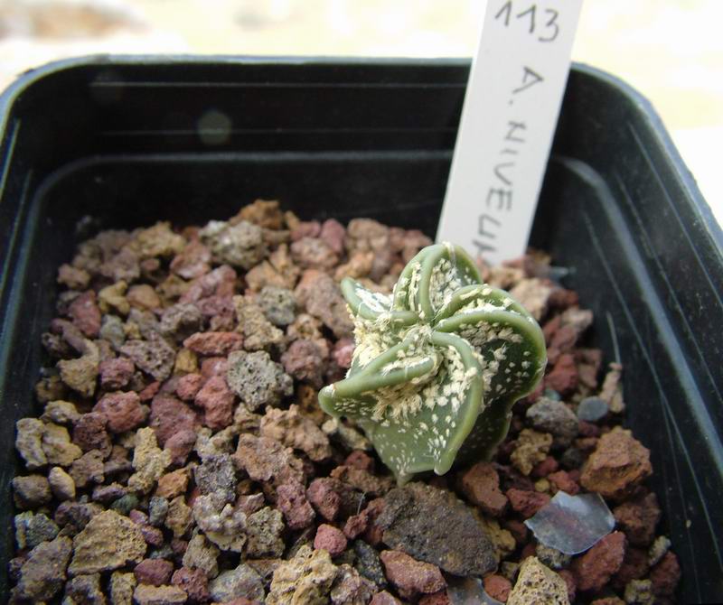 Astrophytum capricorne v. niveum 