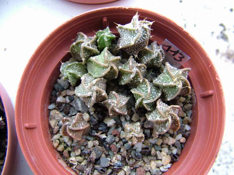 Astrophytum capricorne v. niveum 