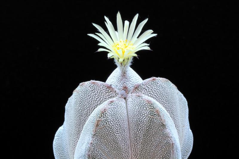 Astrophytum myriostigma cv. onzuka 