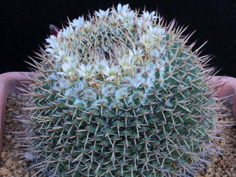 mammillaria hastifera