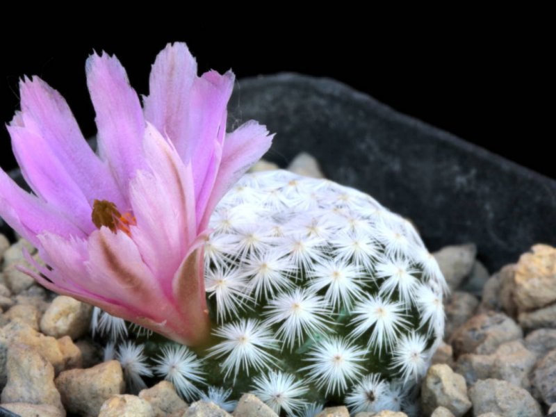 Mammillaria herrerae 